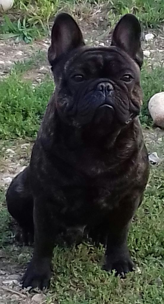 CH. Nelson Des Bully Du Mordor