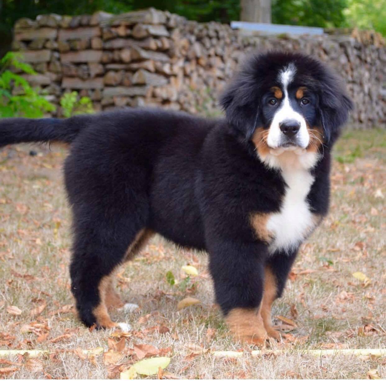 Heidi For Carpathian Elenberner Chien De Race Toutes Races En Tous Departements France Inscrit Sur Chiens De France