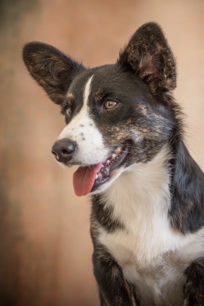 Les Welsh Corgi Cardigan de l'affixe   De Pitchoun Can