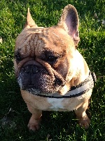 Étalon Bouledogue français - Iléo Des Bould'Amour De La Lys