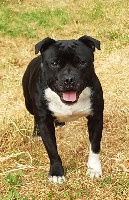 Étalon Staffordshire Bull Terrier - J apache lovelystaff Du Domaine Eternel