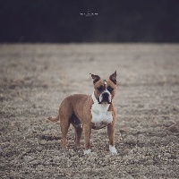 Étalon American Staffordshire Terrier - blood of kings Escobar