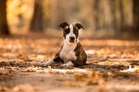 Étalon American Staffordshire Terrier - Psyche Destiny Original memory greatgrandma