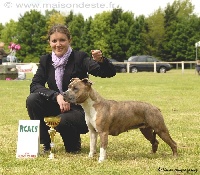 Étalon American Staffordshire Terrier - Happy-girl De la Maison d'Este
