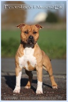 Étalon American Staffordshire Terrier - Fletcher-boy De la Maison d'Este