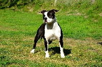 Étalon American Staffordshire Terrier - Lexane Of Dakota Black Hills