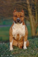 Étalon American Staffordshire Terrier - T'django De la Maison d'Este