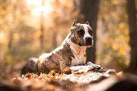 Étalon American Staffordshire Terrier - CH. Jenova's destiny of Blue fawn diamond