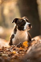 Étalon American Staffordshire Terrier - Psyche Destiny Melody of happiness