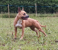 Étalon American Staffordshire Terrier - Jipsi (Sans Affixe)