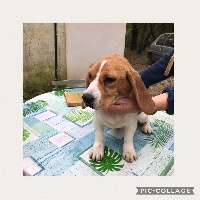 Étalon Beagle - Naia du Pilon des Aures