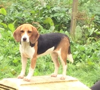 Étalon Beagle - Du clos machard Maya