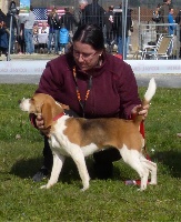 Étalon Beagle - Ixia Du Val Fleuri D'Anaelle