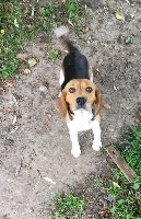 Étalon Beagle - Du clos machard Marge