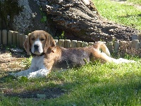 Étalon Beagle - Galopin De La Vallée Des Adriens