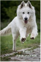 Étalon Berger Blanc Suisse - Padawii P'tits Loups d'Amour