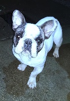 Étalon Bouledogue français - NaÏko des Gardiens de la Vendinelle