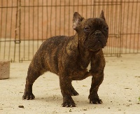 Étalon Bouledogue français - Niorka de l'ancien Presbytère
