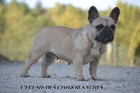 Étalon Bouledogue français - Madame de l'écume des cimes blanches