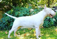 Étalon Bull Terrier - CH. Jamaican legend du pays du Mont Blanc