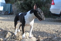 Étalon Bull Terrier - CH. Kingston-Corbières Bt Niyah-binghi negusson