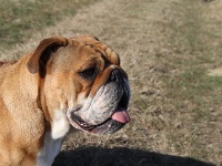 Étalon Bulldog Anglais - Is cool du Manoir des Jassines