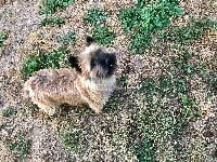 Étalon Cairn Terrier - Nouka du Little Soannan
