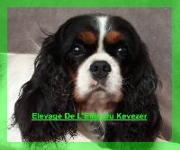 Étalon Cavalier King Charles Spaniel - Isabella des cavalier de corence