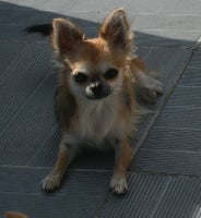 Étalon Chihuahua - Nessy belle De La Vallée Des Cèdres Bleus