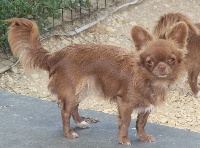 Étalon Chihuahua - elin land Baffi (dit betty)