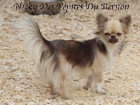 Étalon Chihuahua - Nicky des Pépites du Bernon
