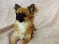 Étalon Chihuahua - Mouette de la Ville Piriou