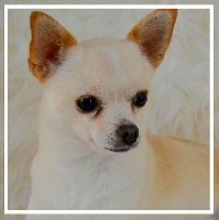 Étalon Chihuahua - I love paris du Chant des Madones