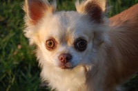 Étalon Chihuahua - Etsuko d'acca -larentia