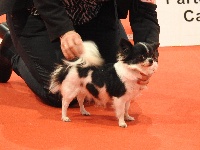 Étalon Chihuahua - Lolly'pop black pearl De Plessibelliere