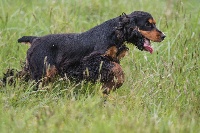 Étalon Cocker Spaniel Anglais - TR. CH. Nala De La Côte Des Légendes