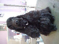 Étalon Cocker Spaniel Anglais - Gilli galad Of merrily
