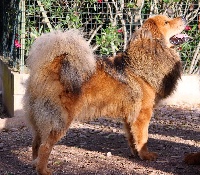 Étalon Dogue du Tibet - nasledie tibeta Feodora