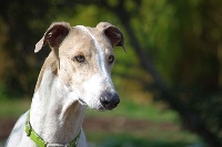 Étalon Greyhound - Bakara's Louis-philippe