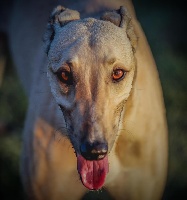 Étalon Greyhound - Million dollar baby Of Bel Air Park