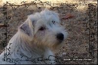 Étalon Jack Russell Terrier - Nakomis De la tribu de kitchi