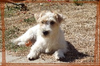 Étalon Jack Russell Terrier - Nawack De la tribu de kitchi