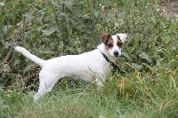 Étalon Jack Russell Terrier - Isis Des Marais De L'Omignon