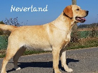 Étalon Labrador Retriever - Neverland de Chantemelse