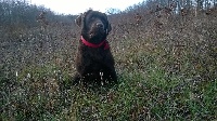 Étalon Labrador Retriever - Makhaleesi de la roselière solitaire