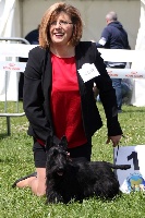 Étalon Scottish Terrier - MaÏa du val d'huon