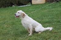 Étalon Setter Anglais - Milord Du Domaine Baptiste