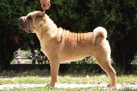 Étalon Shar Pei - gold panonia Lover chandagueres
