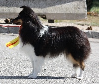 Étalon Shetland Sheepdog - Miss moustic Du Clan De Briga
