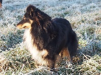 Étalon Shetland Sheepdog - Mélusine Des petites fées des sables